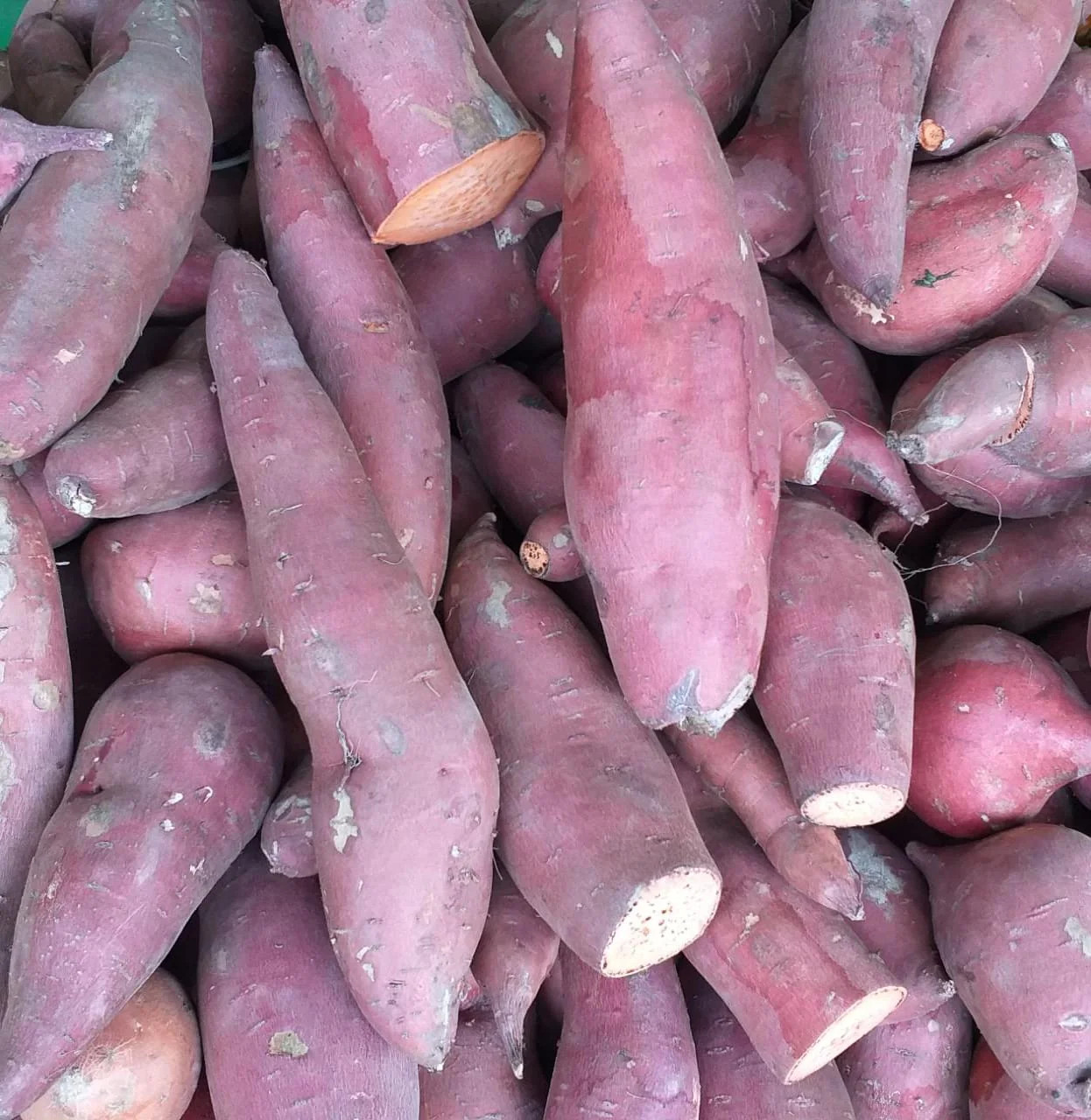 Camote (Grande)